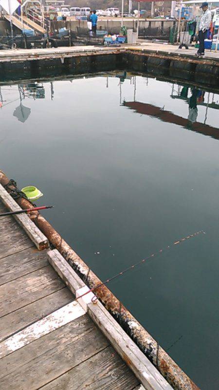 海上釣り堀岬でカンパチ、ヒラマサ狙い