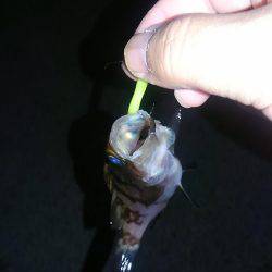 早朝メバリング