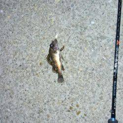 早朝メバリング