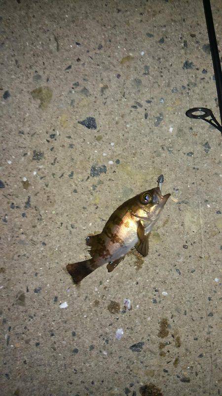 GW突入メバリング