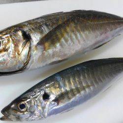 GW前にギガアジGET!!