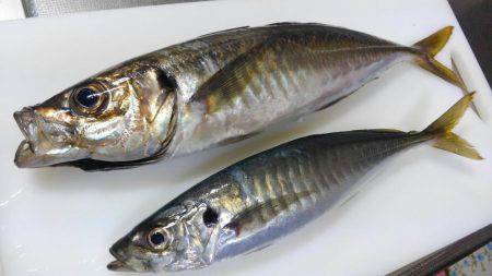 GW前にギガアジGET!!