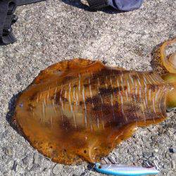 ショアジギボウズ