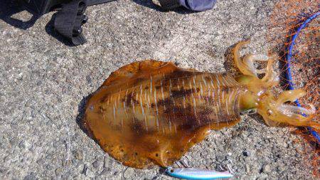 ショアジギボウズ