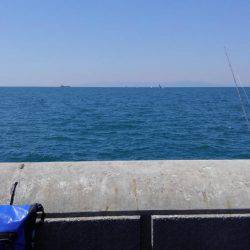 エソ釣りのつもりがイワシ釣り