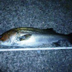 バチは無くとも