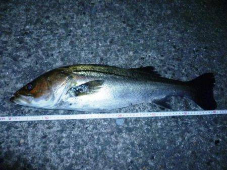 バチは無くとも