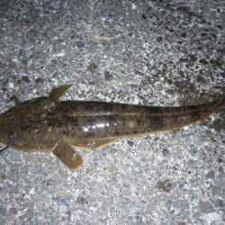 チニングにて、外道のコチ