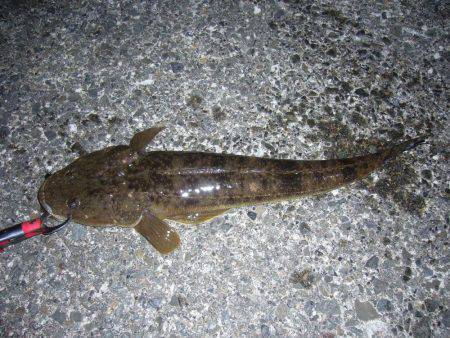 チニングにて、外道のコチ