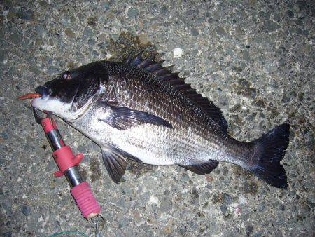 チニングにてようやく本命をGET(σ・∀・)σｹﾞｯﾂ!!