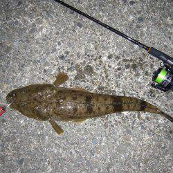 チニングにて、外道のコチ