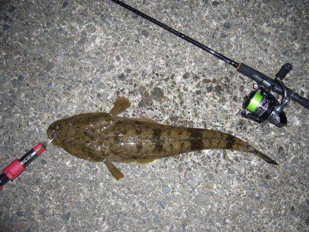 チニングにて、外道のコチ