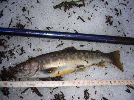 鳥取県河川釣行