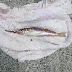 佐野でキスが釣れ始めました