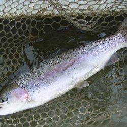 大安トラウトレイク 釣果