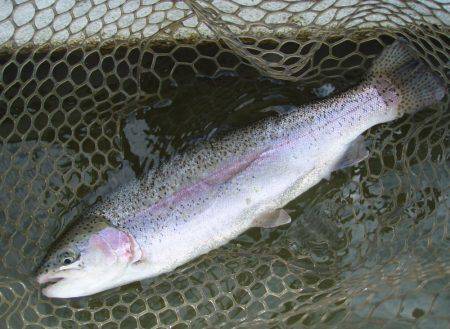 大安トラウトレイク 釣果