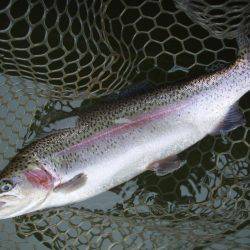 大安トラウトレイク 釣果