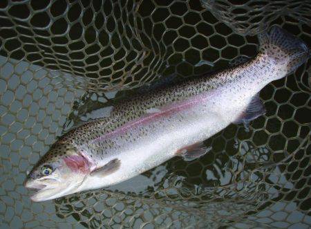 大安トラウトレイク 釣果