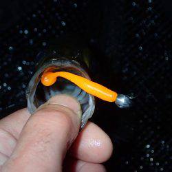 嵐の後の爆釣！