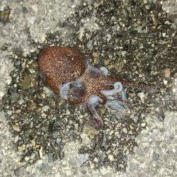 コウイカエギング