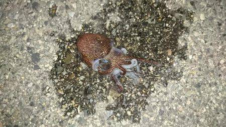 コウイカエギング