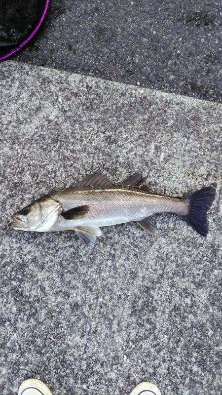 マイクロベイトシーバス