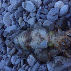 石津浜　アオリイカエギング