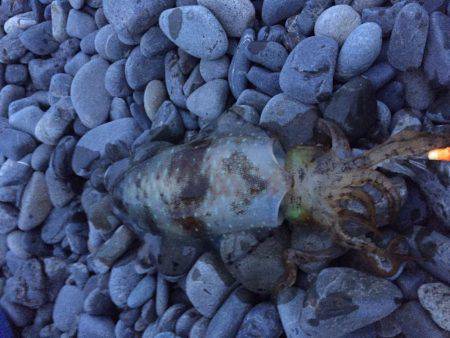 石津浜　アオリイカエギング