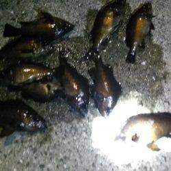 未明のメバリング