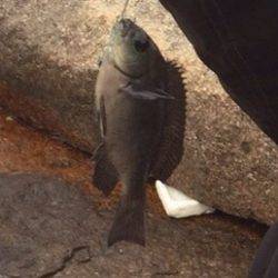 3ヶ月ぶりの獲物