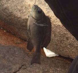 3ヶ月ぶりの獲物