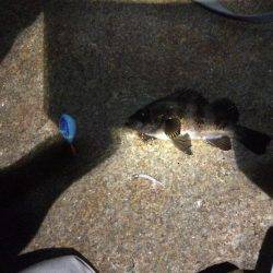 やっと釣れた！