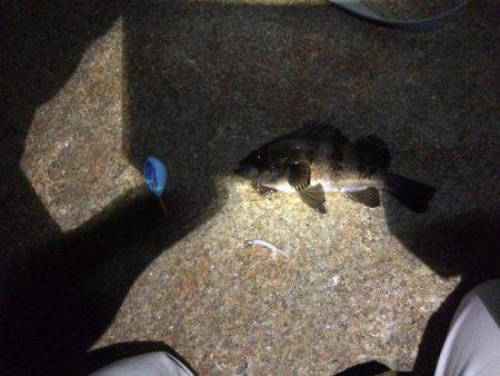 やっと釣れた！