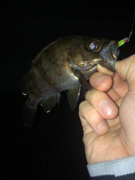 ミスター山カレイ