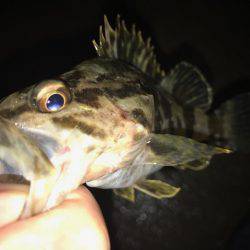 ナイトシーバス