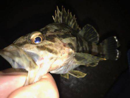 ナイトシーバス