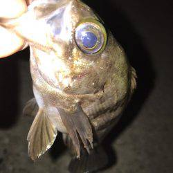 GWもメバリング