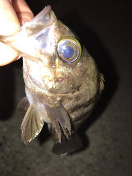 GWもメバリング