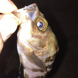 プラグでメバリング