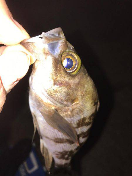 プラグでメバリング