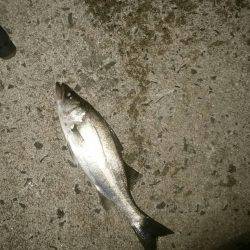 ナイトシーバス、デイマゴチ