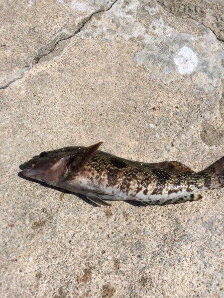 初めてのチヌ釣り