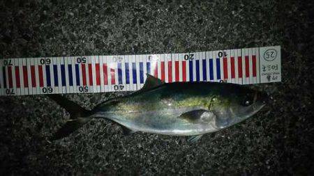 メバル春爆&メジロ!?