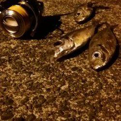 アジングのちサーべリング