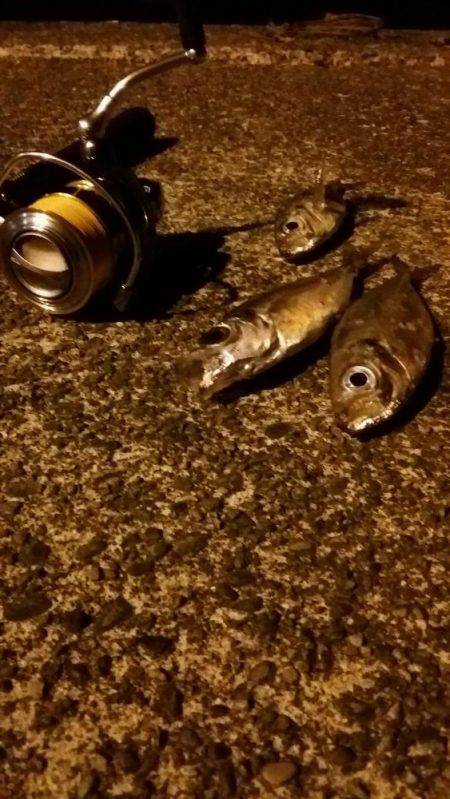 アジングのちサーべリング