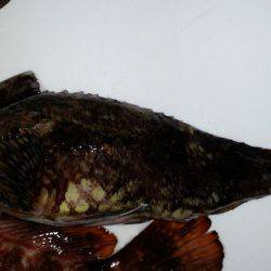 やっとアコウが！