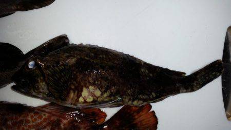 やっとアコウが！