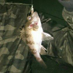 メバリング! アジング!