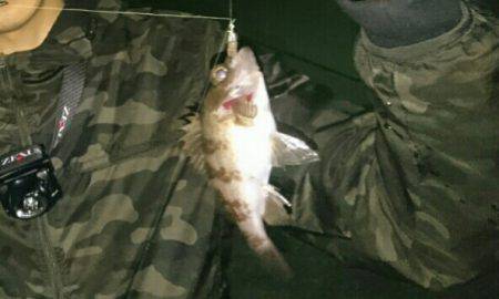 メバリング! アジング!