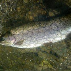 ルアーでニジマス釣り